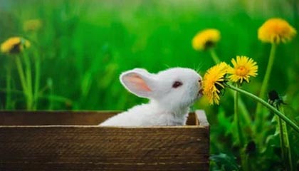 kaiyun.com-意甲“领头羊战役”：那不勒斯迎战拉齐奥，豪强决战时刻