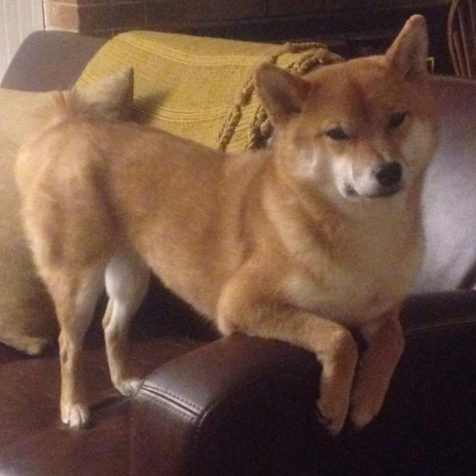 【投手“秒投”新规】缩短投球时间引发战术革新,投手投球时投球应快准