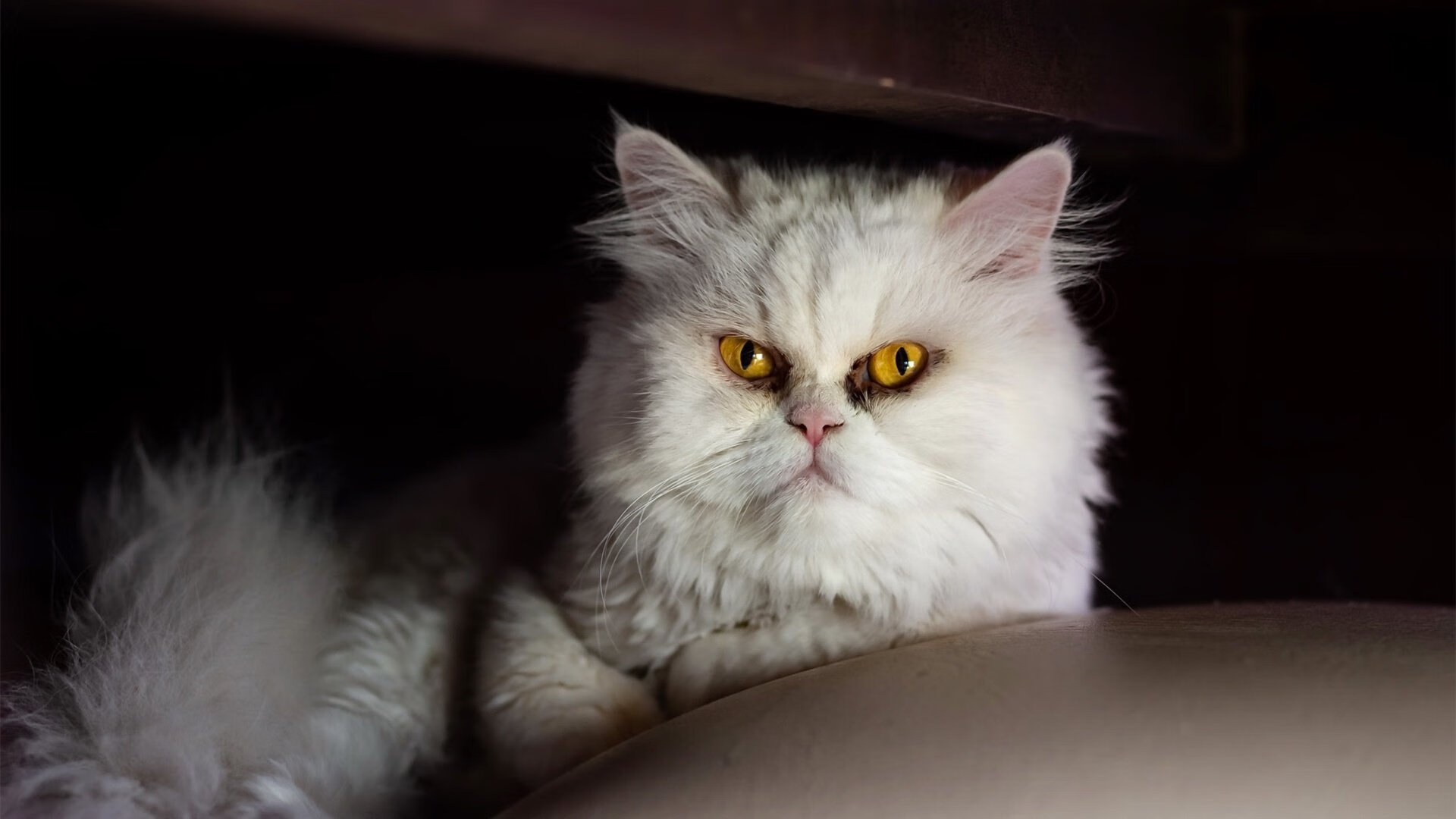 开云官网APP下载-全国中学生足球联赛冠军队获邀参加国际比赛，全国中学生校园足球联赛