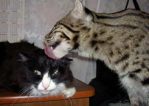 夜光跑酷：光影中的街头极速，夜晚跑酷