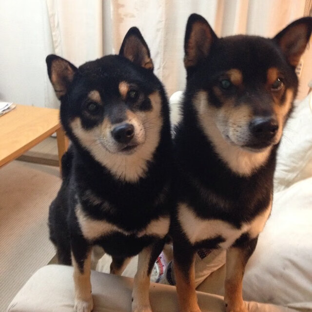 裁判新规引发争议,联盟持续优化判罚机制,裁判管理办法