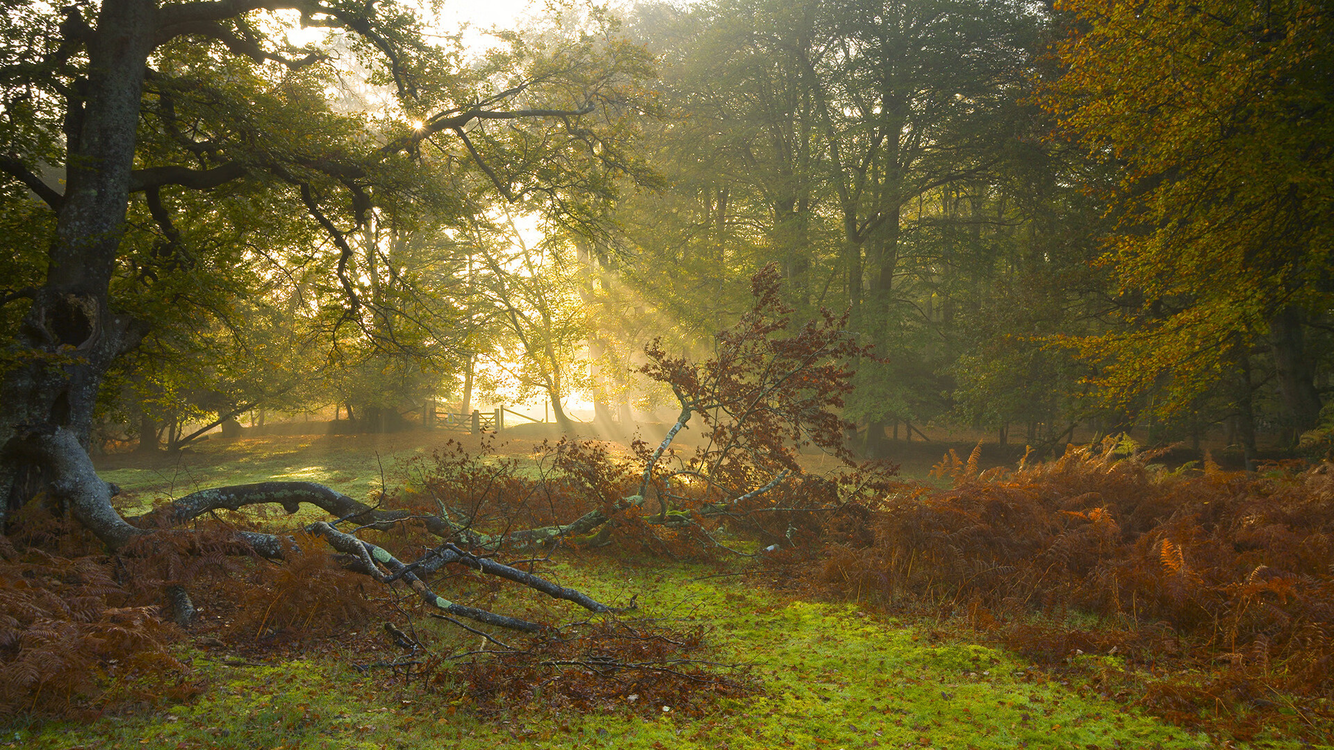 裁判新规:提升判罚透明度,打造公平竞技环境,裁判如何形成