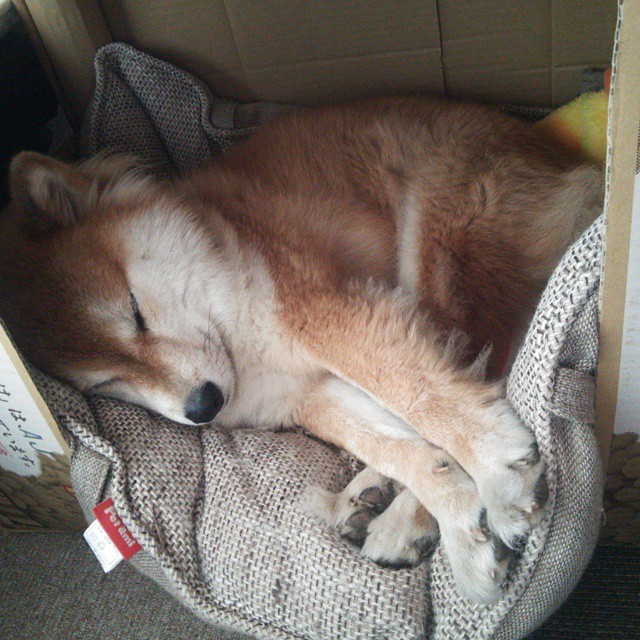 高级战术:教练如何利用战术变化取胜,战术大师教练