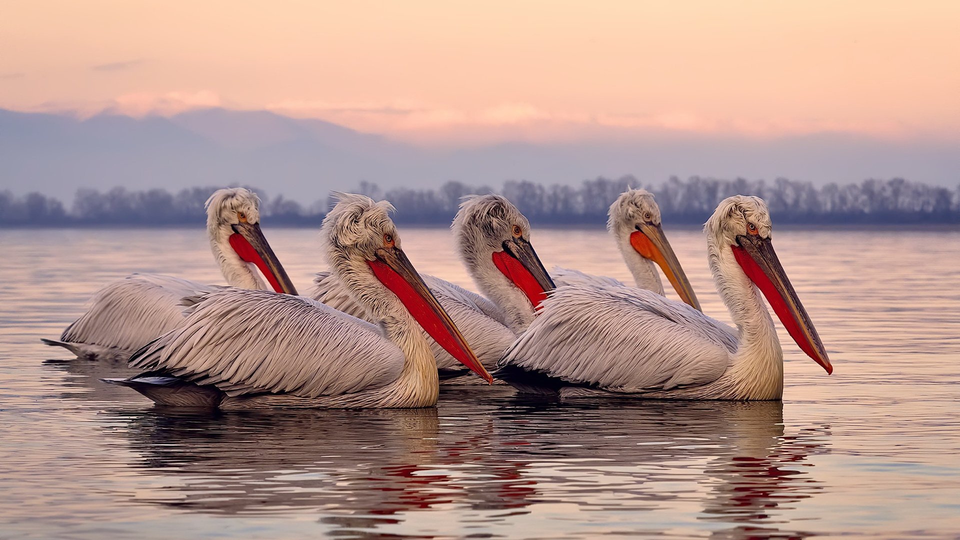 克罗地亚队击败欧洲国家联赛对手,展现实力,克罗地亚队击败欧洲国家联赛对手,展现实力如何