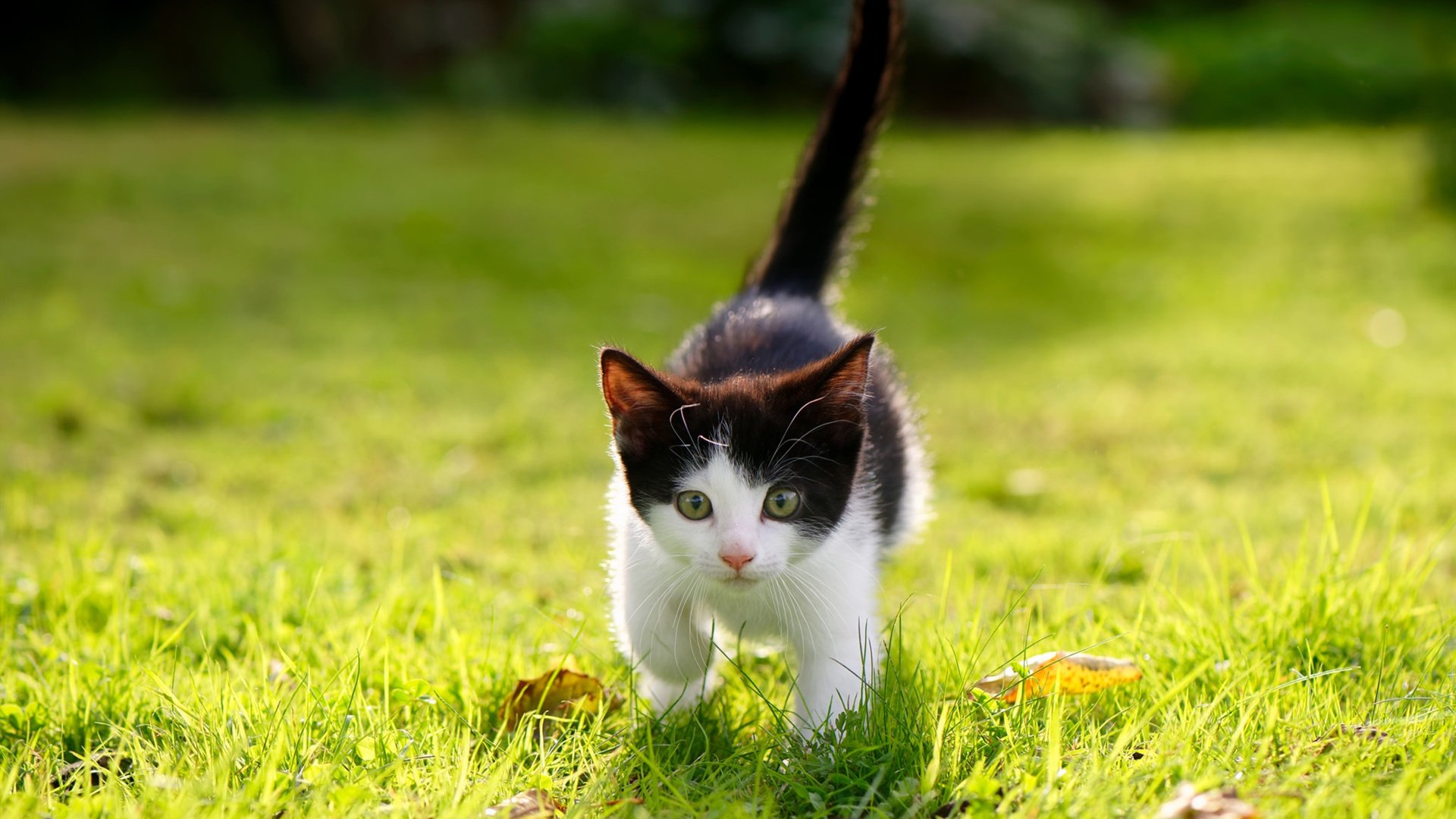 吉达联合遭遇伤病潮影响成绩,吉达属于哪个国家