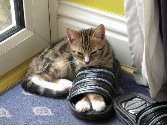 世界青少年射箭锦标赛中国队表现抢眼,青少年射箭比赛以后有没有前途