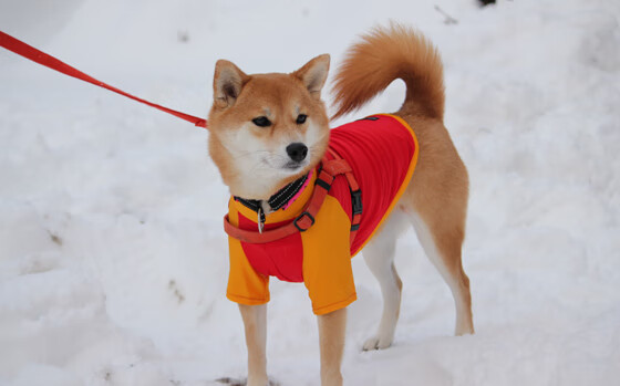 全国校园体育舞蹈邀请赛热力开启,2020体育舞蹈公开赛大赛