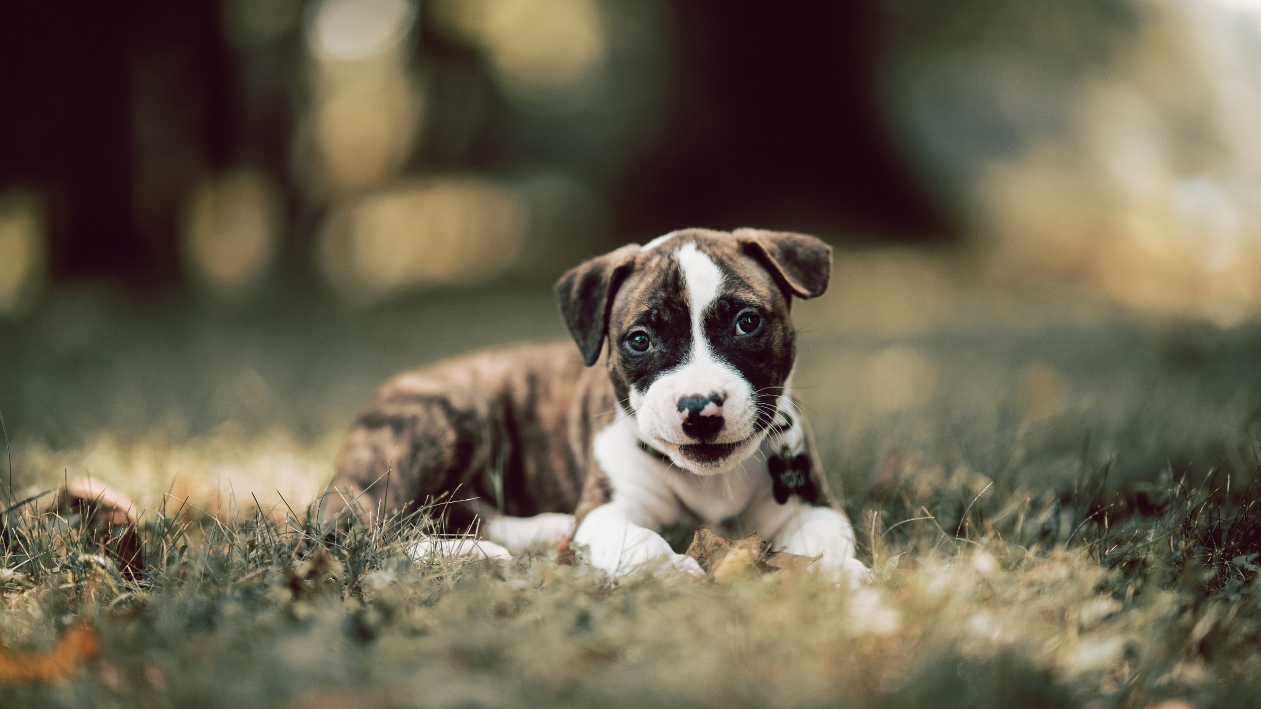 德甲球队构建战术模拟平台提升临场应变能力，德甲球队构建战术模拟平台提升临场应变能力