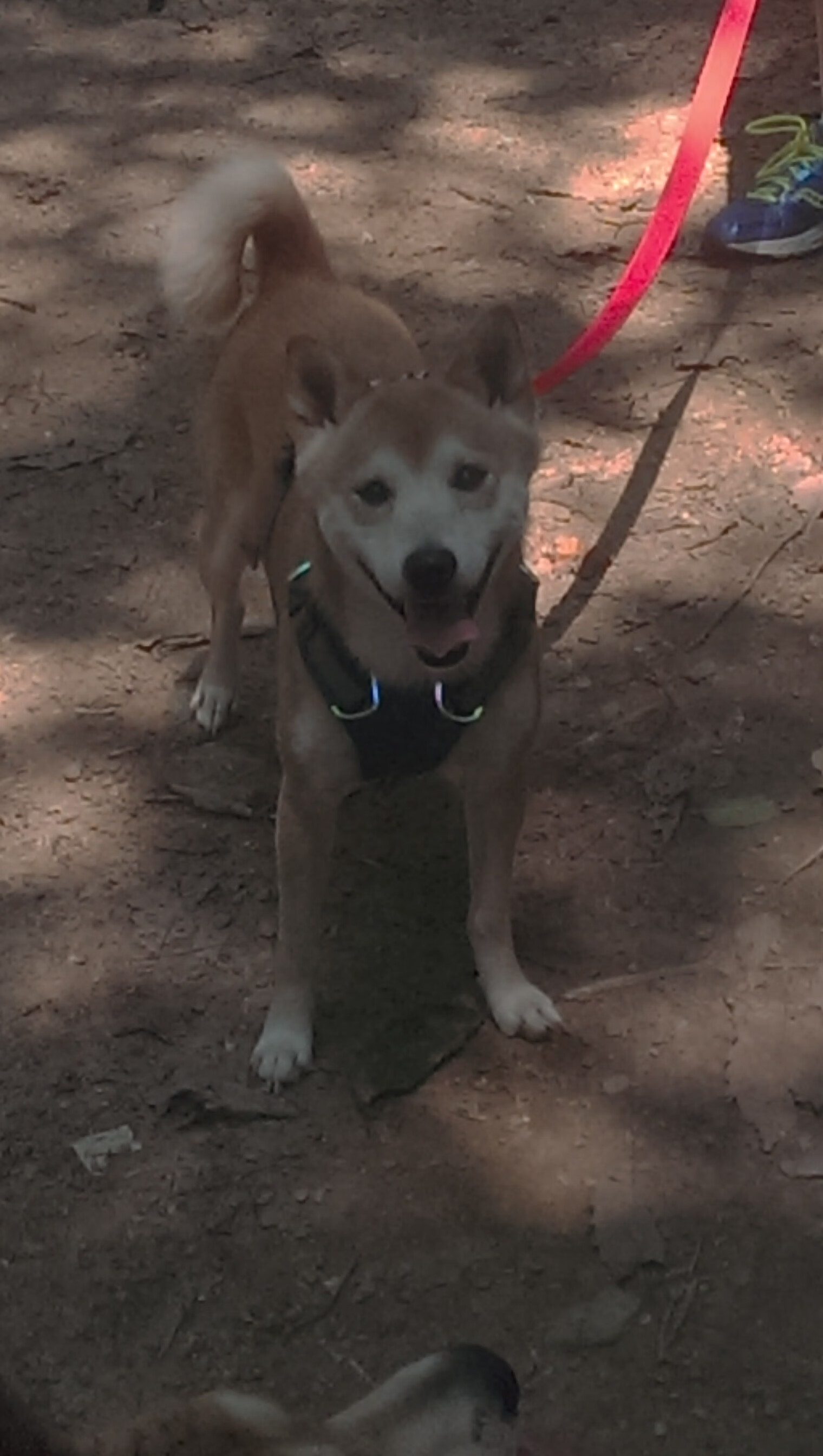 体育明星参与数字火炬传递活动掀起讨论热潮