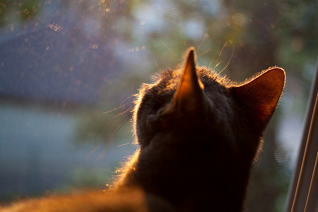 kaiyun体育综合-比赛节奏与回合数的关系是否成正比，什么是比赛节奏