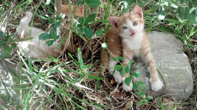 开云中国大陆-澳德蝶泳高频划水策略效果对比
