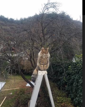 足球解说内容专业度提升空间大,足球解说工作