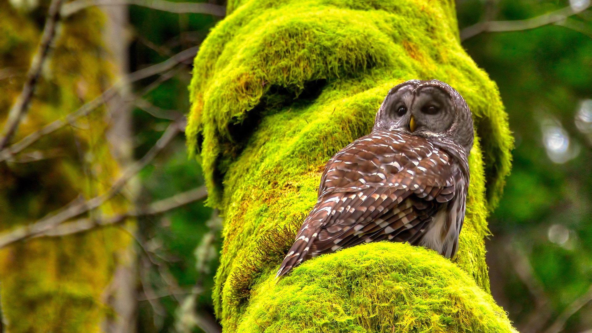 开云首页登录-塞尔维亚男篮在欧洲预赛中不断拼搏，冲击奥运荣耀！，塞尔维亚男篮阵容2021