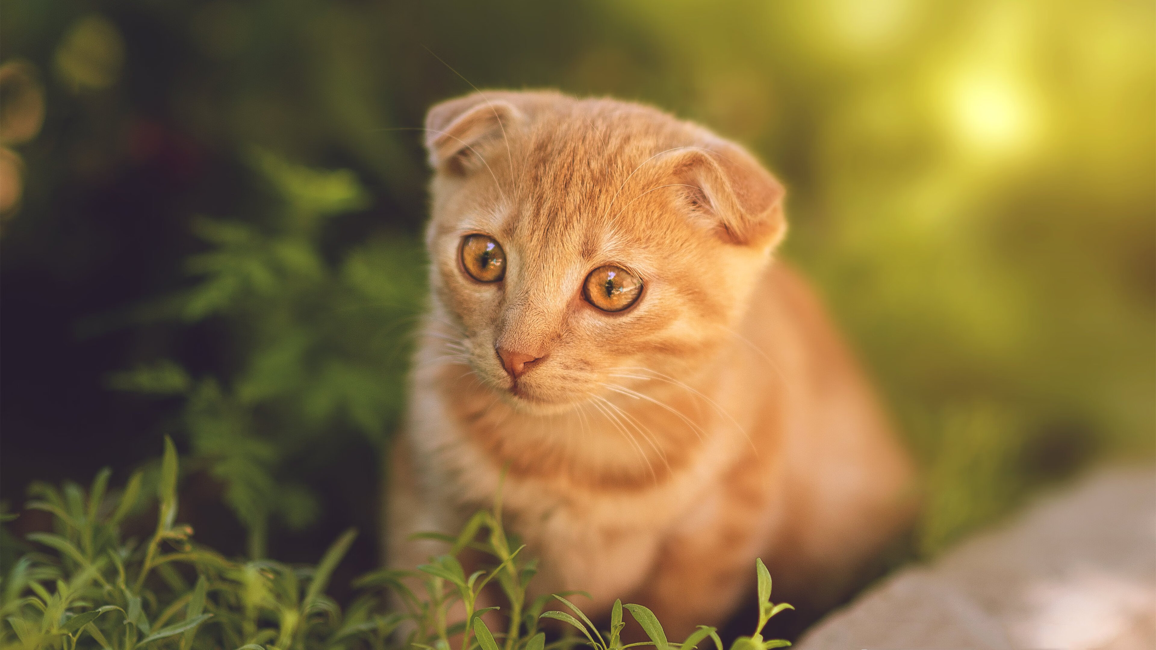 安东·李恩:全黑队中场的进攻发动机,突破防线如入无人之境,李安东尼