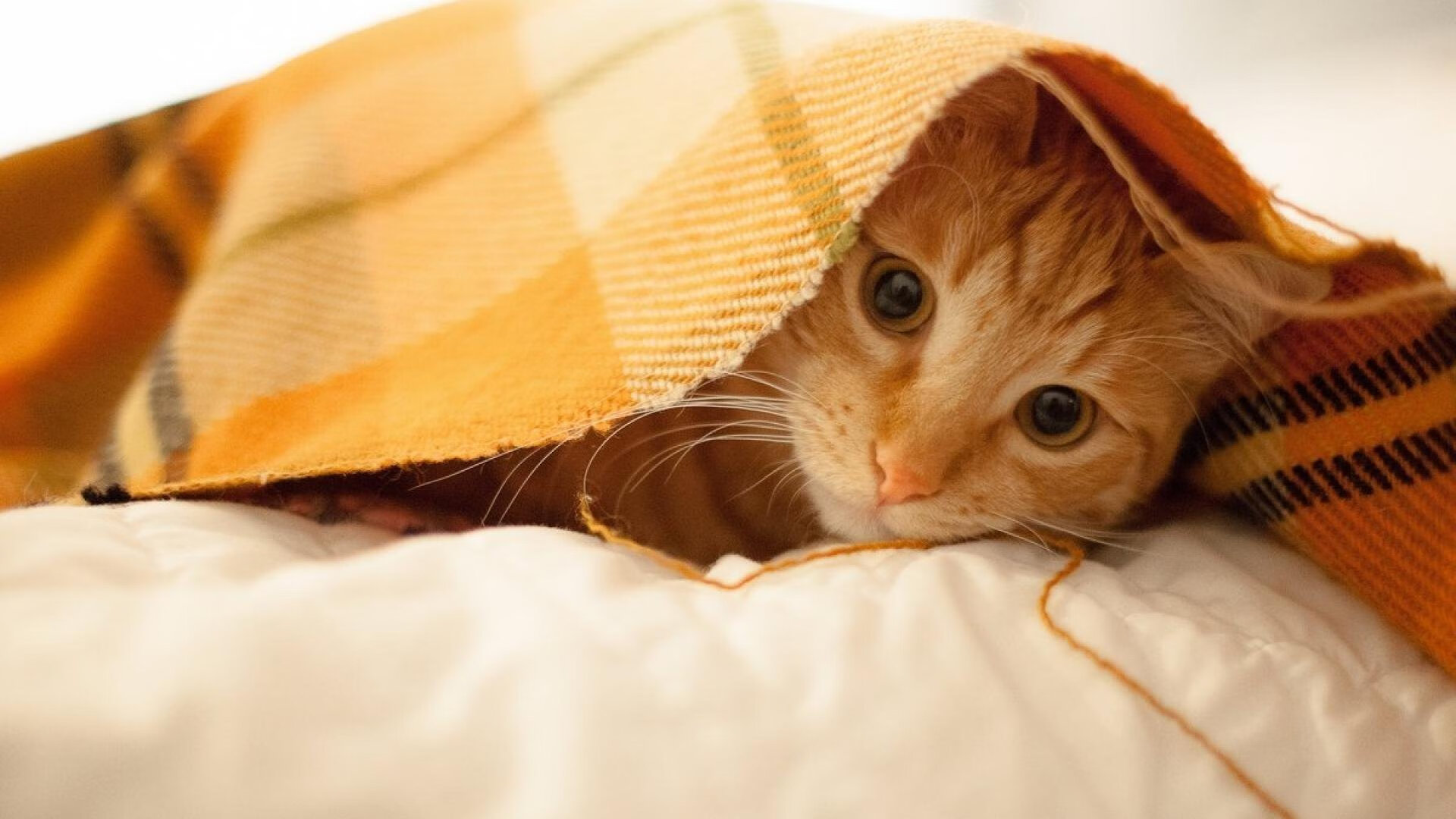 开云全站-斯密斯：全黑队半场与后场进攻的心脏，推动攻势一步步实现，jr斯密