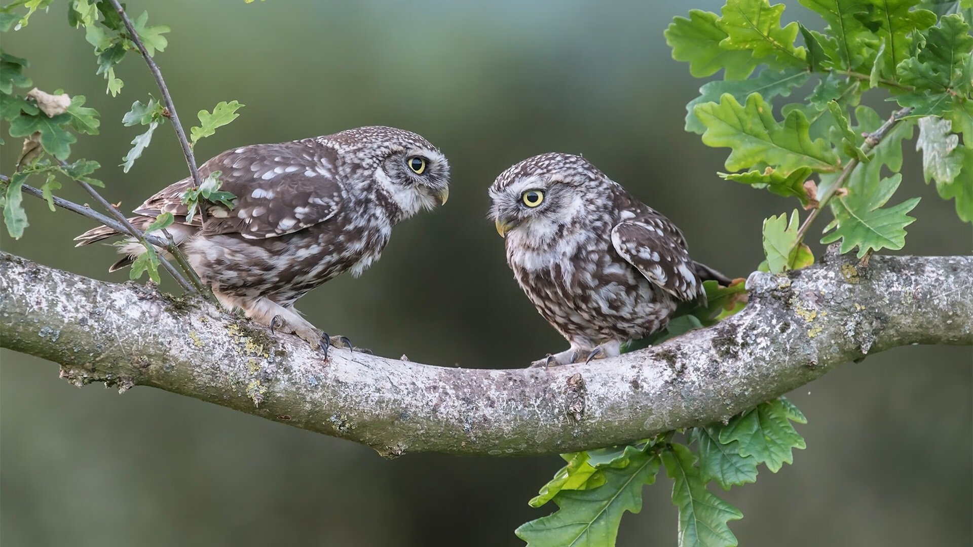 格鲁吉亚女篮在欧洲锦标赛中崭露头角,迈向世界赛场,格鲁吉亚杯篮球