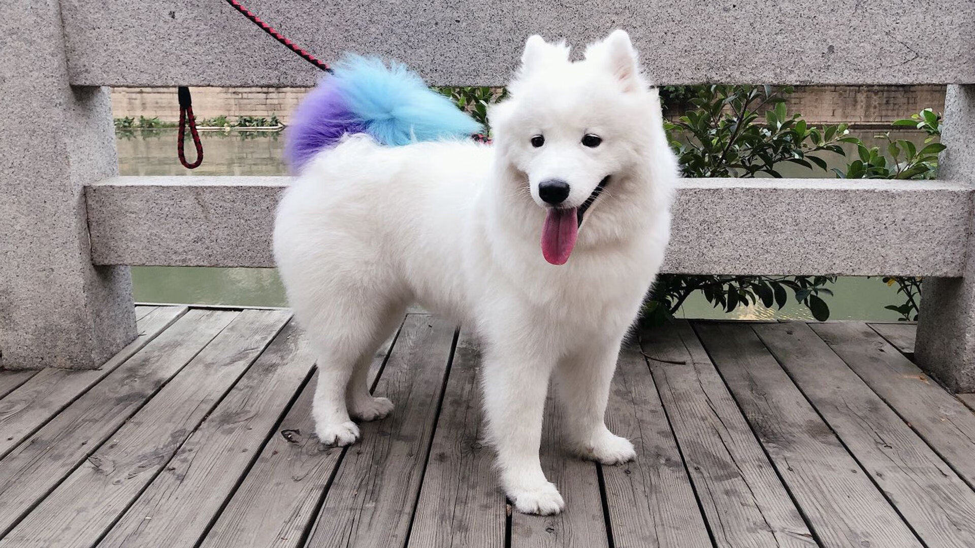 开云官网APP下载-罗马尼亚跳水队高潜选手技术可期，罗马尼亚著名体操运动员