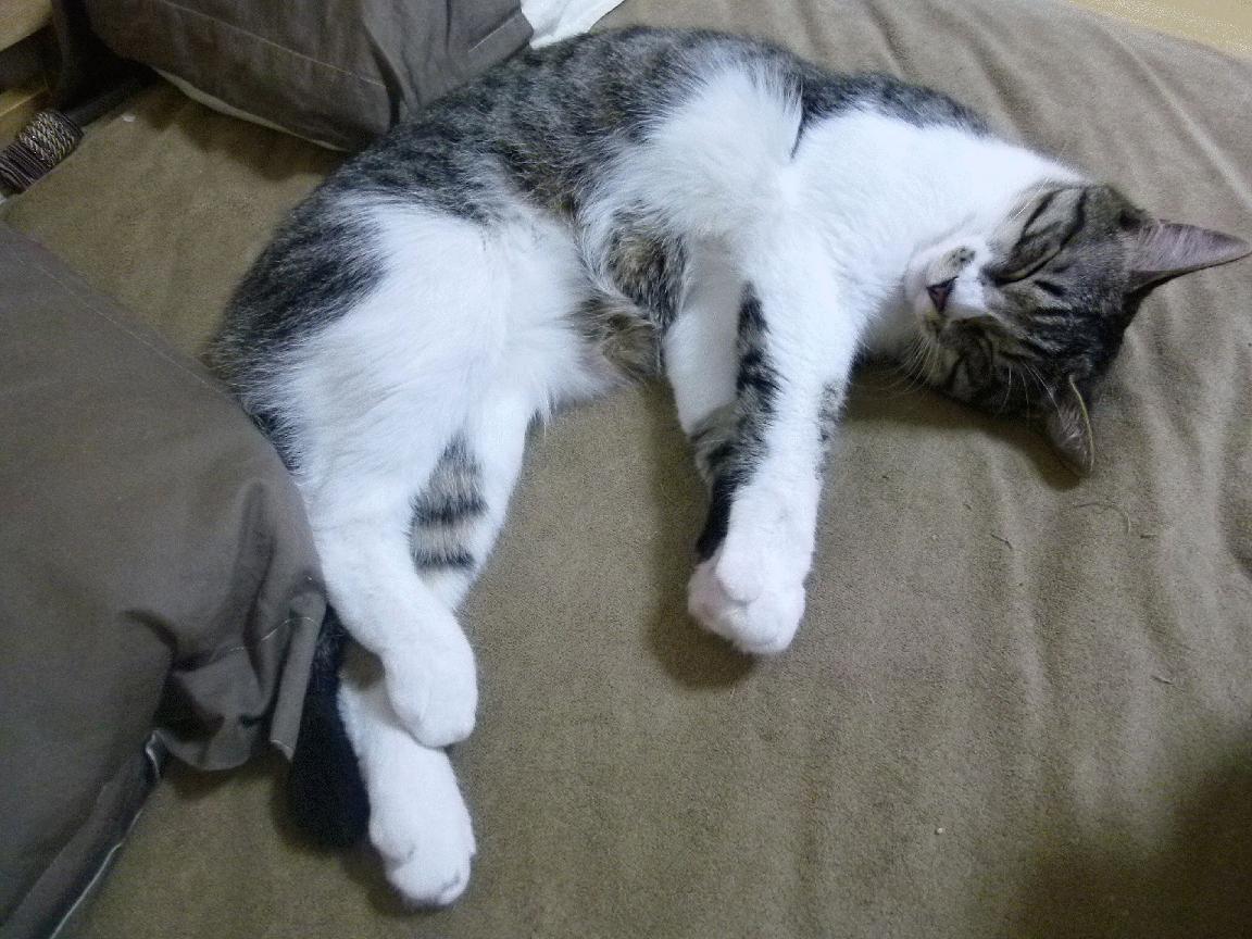 荷兰跳水老将稳定发挥引关注，荷兰选手被绊倒